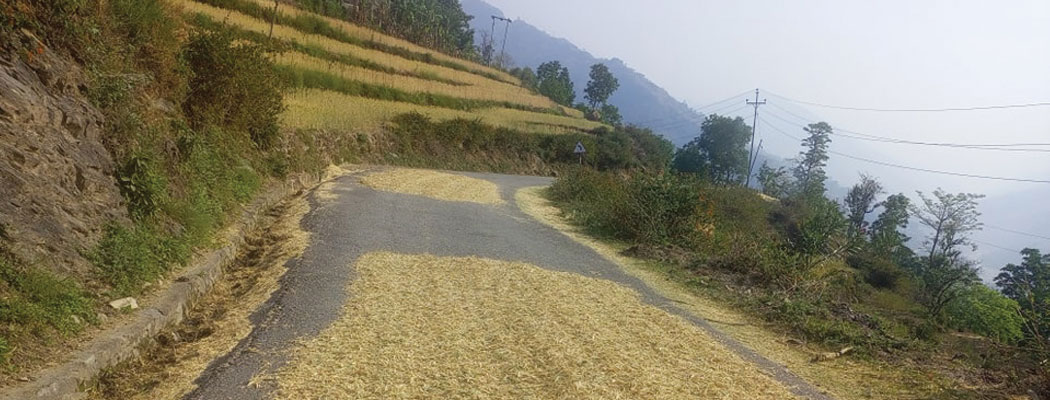 बाजुराका स्थानीयले गहुँ सडकमै सुकाउँदा दुर्घटनाको जोखिम बढायो